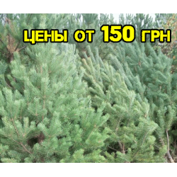 Сосна новогодняя Сосна новогодняя