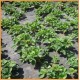 Агроволокно черное 50 г/м2 1,07 х 100 м Shadow (Чехия) Агроволокно черное 50 г/м2 1,07 х 100 м Shadow (Чехия)