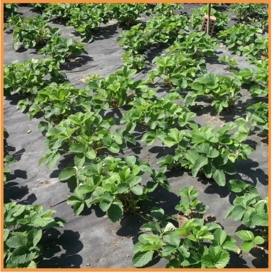 Агроволокно черное 50 г/м2 3,2 х 100 м Shadow (Чехия) Агроволокно черное 50 г/м2 3,2 х 100 м Shadow (Чехия)