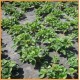Агроволокно черное 50 г/м2 3,2 х 100 м Shadow (Чехия) Агроволокно черное 50 г/м2 3,2 х 100 м Shadow (Чехия)